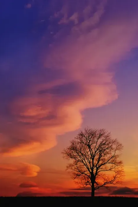 Framed Print : Tree silhouette at sunset Framed Print : Tree silhouette at sunset