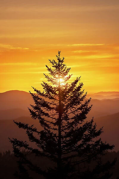 Tree silhouetted at sunrise, Great Smoky Mountains National Park, North Carolina