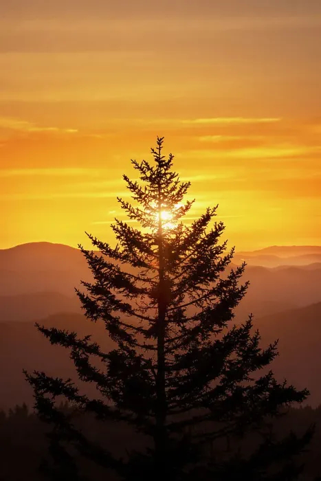 Framed Print : Tree silhouetted at sunrise, Great Smoky Mountains National Park, North Carolina