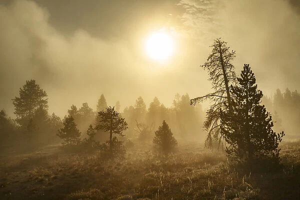 Tree silhouetted at sunrise, Upper Geyser Basin, Yellowstone National Park
