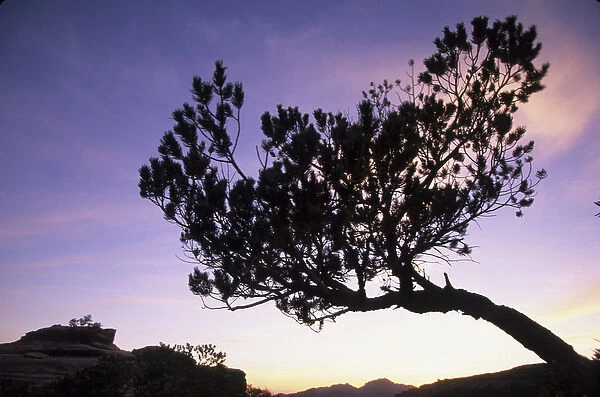 Tree silhouetted at sunset, Tucson, Arizona, United States