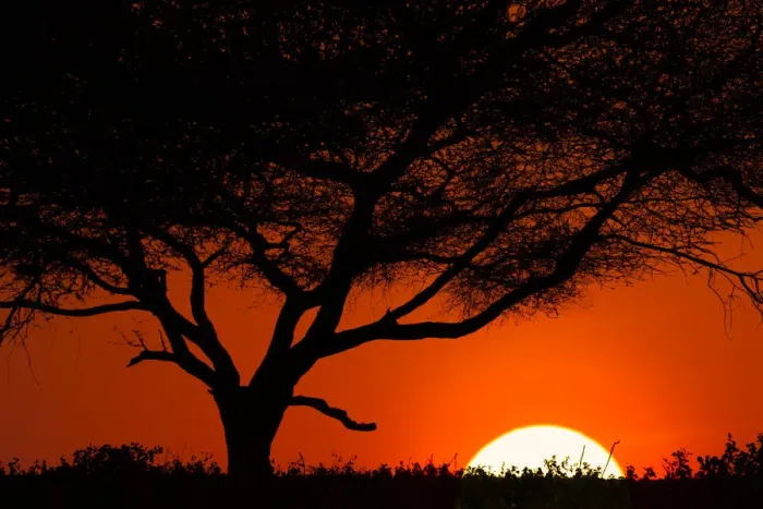 Framed Print : Tree silhouetted at sunset on the vast plains of Serengeti National Park, Tanzania Framed Print : Tree silhouetted at sunset on the vast plains of Serengeti National Park, Tanzania