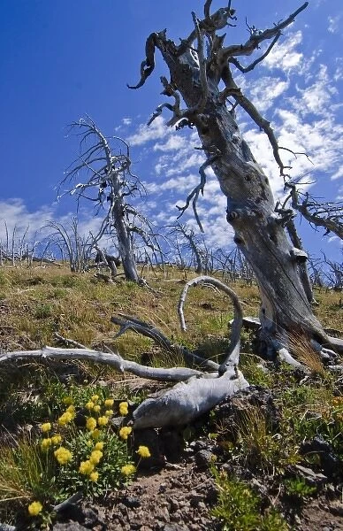 Tree Skeleton and Wildlfowers on the Mt. Sheridan Trail, Yellowstone backcountry