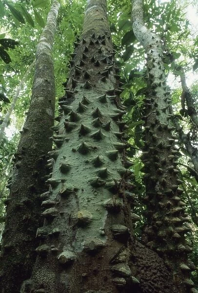 Tree with spiny trunk (Zanthoxylum sp. ) Corcovado National Park, Costa Rica