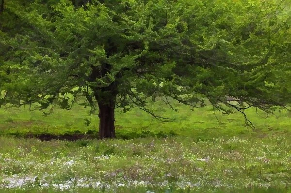 Tree and spring wildflowers, Lexington, Kentucky