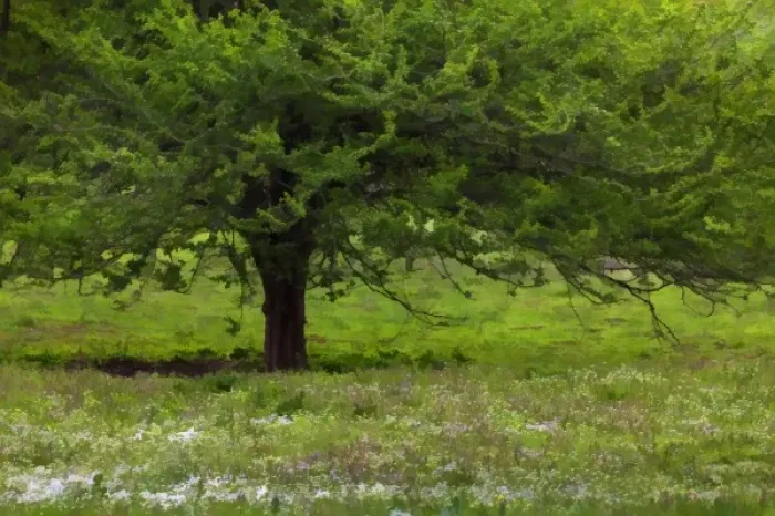Framed Print : Tree and spring wildflowers, Lexington, Kentucky