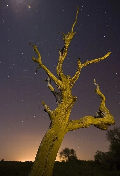 Tree, stars, and nightfall, Coastal Bend, Texas