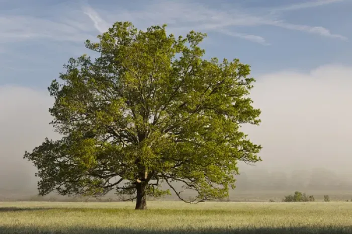 Framed Print : Tree at sunrise, Cades Cove, Great Smoky Mountains National Park, Tennessee Framed Print : Tree at sunrise, Cades Cove, Great Smoky Mountains National Park, Tennessee