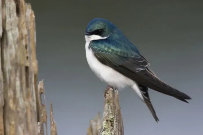 Framed Print : Tree Swallow