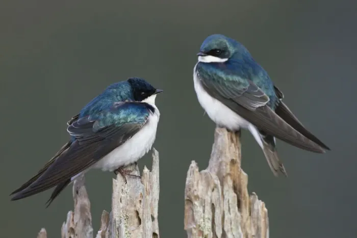 Framed Print : Tree Swallows Framed Print : Tree Swallows