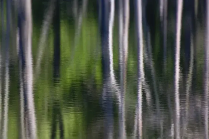 Framed Print : Tree trunk reflections on small lake, Kentucky Framed Print : Tree trunk reflections on small lake, Kentucky