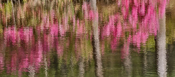 Tree trunks and azeleas reflected in calm pond, Callaway Gardens, Georgia