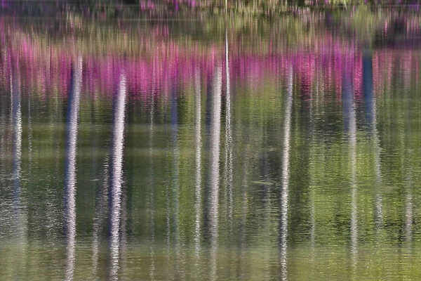Tree trunks and azeleas reflected in calm pond, Callaway Gardens, Georgia