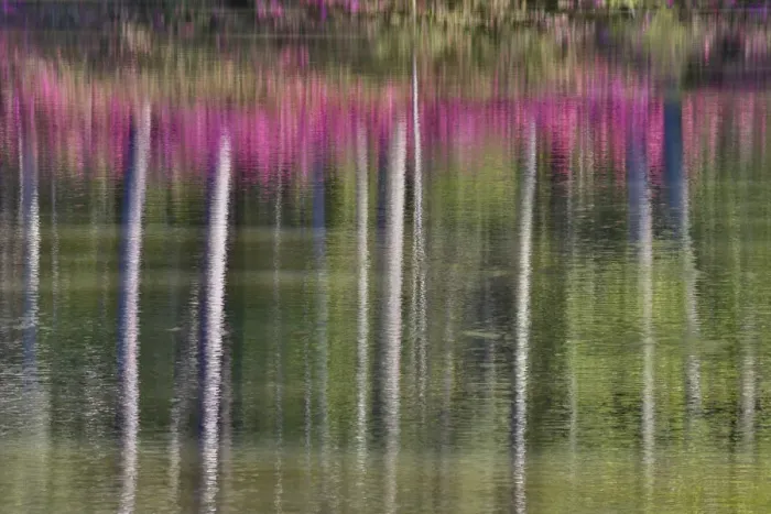 Framed Print : Tree trunks and azeleas reflected in calm pond, Callaway Gardens, Georgia