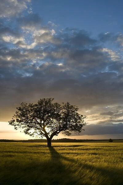 Tree in wheat field at sunset, Burgundy, France