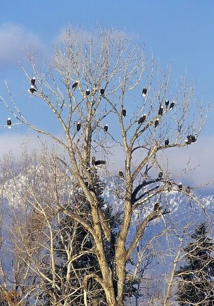 Treeful of bald eagles near Hamilton Montana