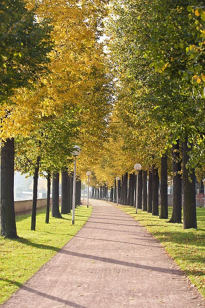 Treelined pathway along Elbe River Dresden, Germany
