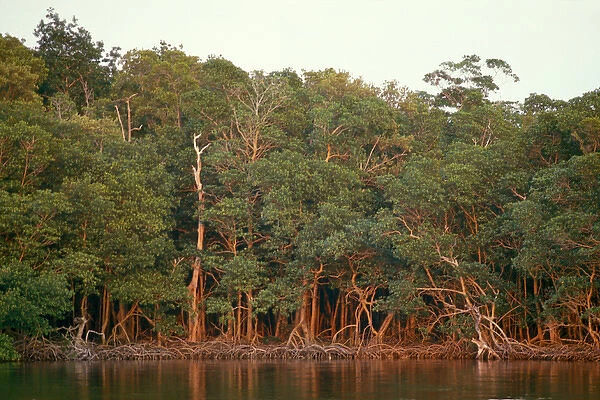 trees in the Amazon rainforest, Ecuador, South America