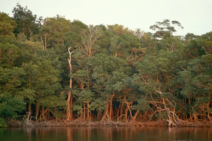 Framed Print : trees in the Amazon rainforest, Ecuador, South America Framed Print : trees in the Amazon rainforest, Ecuador, South America