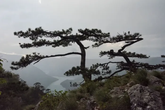 Framed Print : Trees at Banjska Stena viewpoint, National Park Tara, Serbia