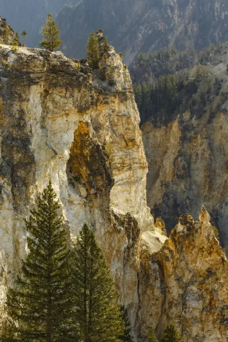 Framed Print : Trees and canyon walls, Grand Canyon of Yellowstone, Yellowstone National Park Framed Print : Trees and canyon walls, Grand Canyon of Yellowstone, Yellowstone National Park