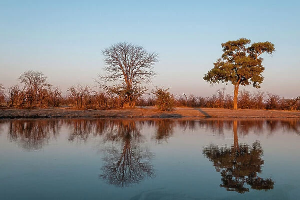 Trees casting reflections in the Khwai River at sunset Khwai River, Okavango Delta, Botswana