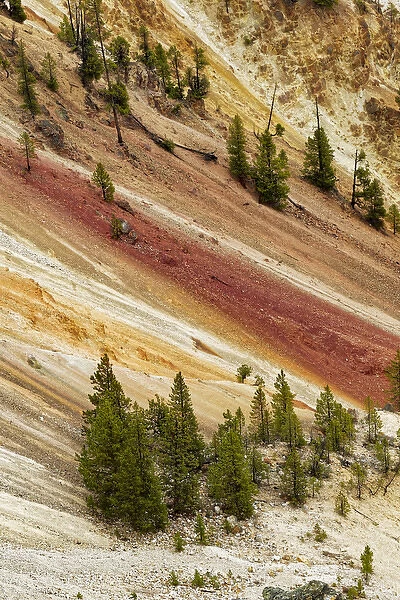 Trees and colorful patterns on canyon walls, Grand Canyon of Yellowstone, Yellowstone National Park