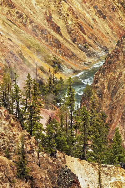 Trees and colorful patterns on canyon walls, Grand Canyon of Yellowstone, Yellowstone National Park
