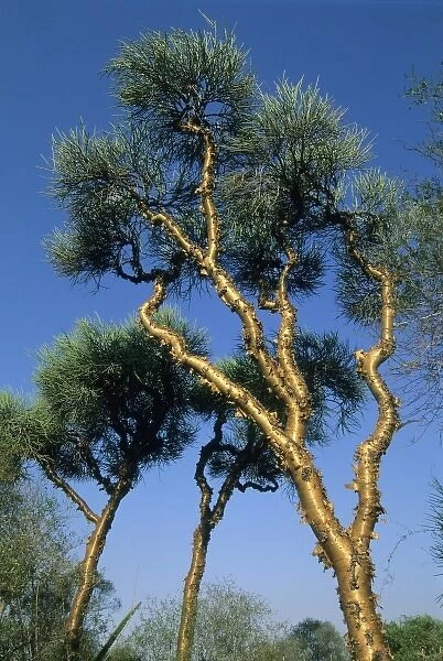 Trees (Euphorbia fiha) Endemic to Spiny Desert, Berenty Reserve, Southern Madagascar