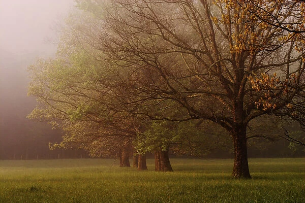 Trees in foggy meadow at sunrise Cades Cove Great Smoky Mountains N. P. TN