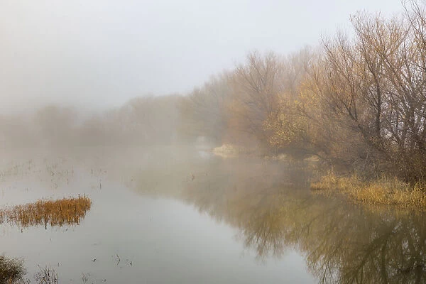 Trees on foggy morning, Bosque del Apache National Wildlife Refuge, New Mexico