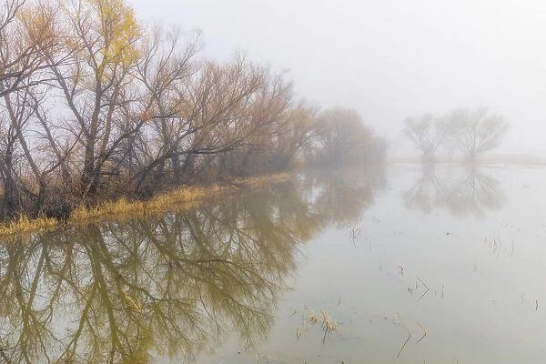Trees on foggy morning, Bosque del Apache National Wildlife Refuge, New Mexico