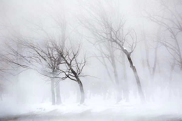 Trees along frozen Lake Kussharo. Winter snow with mist rising