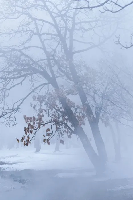 Framed Print : Trees along frozen Lake Kussharo. Winter snow with mist rising