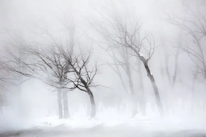 Framed Print : Trees along frozen Lake Kussharo. Winter snow with mist rising Framed Print : Trees along frozen Lake Kussharo. Winter snow with mist rising