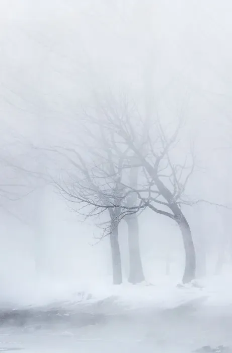 Framed Print : Trees along frozen Lake Kussharo. Winter snow with mist rising Framed Print : Trees along frozen Lake Kussharo. Winter snow with mist rising