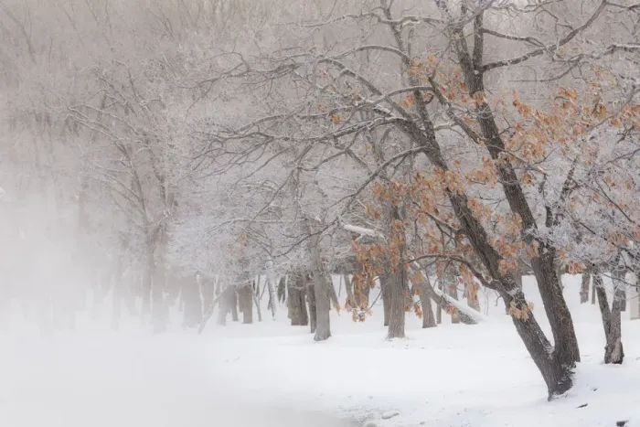 Framed Print : Trees along frozen Lake Kussharo. Winter snow with mist rising Framed Print : Trees along frozen Lake Kussharo. Winter snow with mist rising