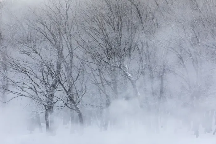 Framed Print : Trees along frozen Lake Kussharo. Winter snow with mist rising