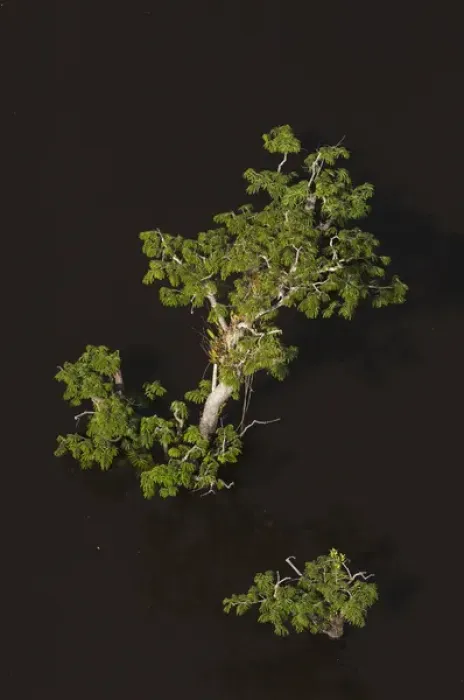 Framed Print : Trees growing in the lagoons of Cuyabeno Reserve. Cuyabeno contains large tracts Framed Print : Trees growing in the lagoons of Cuyabeno Reserve. Cuyabeno contains large tracts
