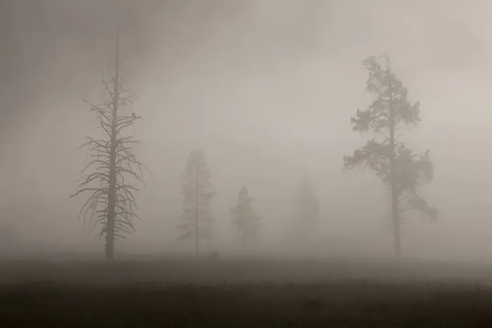 Framed Print : Trees in Mist. Early Morning. Yellowstone National Park. Wyoming Framed Print : Trees in Mist. Early Morning. Yellowstone National Park. Wyoming