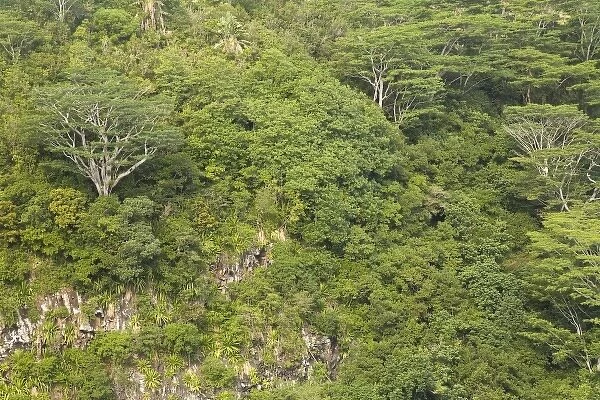 trees near Chamarel Waterfall-highest on Mauritius, over 1000 meter drop, South Mauritius
