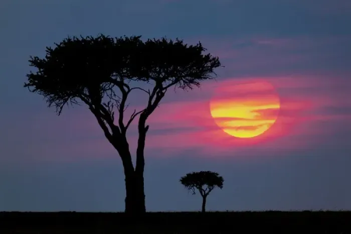 Framed Print : Trees on plains of Masai Mara, Kenya, Africa Framed Print : Trees on plains of Masai Mara, Kenya, Africa