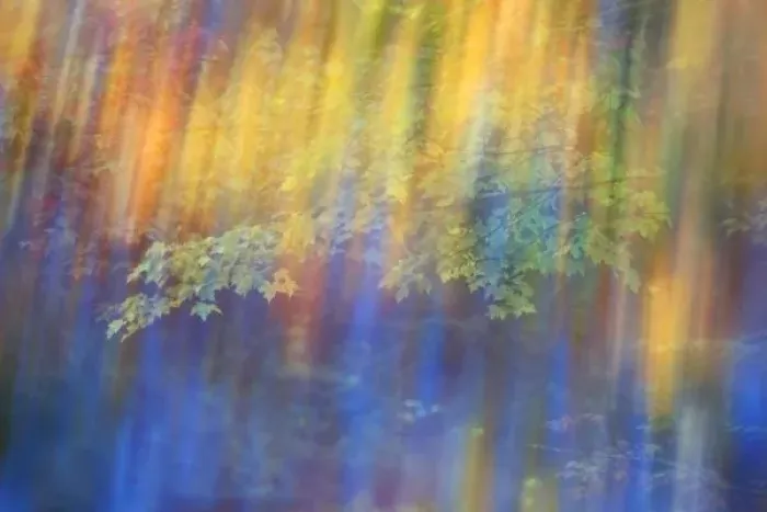 Framed Print : Trees reflected in car window. Credit as: Nancy Rotenberg / Jaynes Gallery / Danita Framed Print : Trees reflected in car window. Credit as: Nancy Rotenberg / Jaynes Gallery / Danita