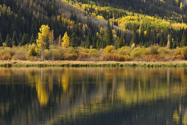 Trees reflecting on Crystal Lake at sunrise, Uncompahgre National Forest, Colorado