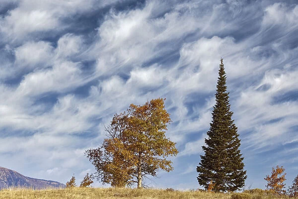 Two trees on ridge and cloud formation, Grand Teton National Park, Wyoming