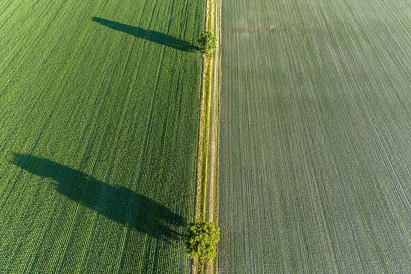 Two trees and shadows between fields, Marion County, Illinois