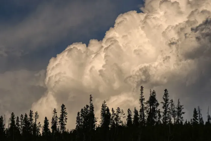 Framed Print : Trees silhouetted against cumulus cloud, Yellowstone National Park, Wyoming Framed Print : Trees silhouetted against cumulus cloud, Yellowstone National Park, Wyoming