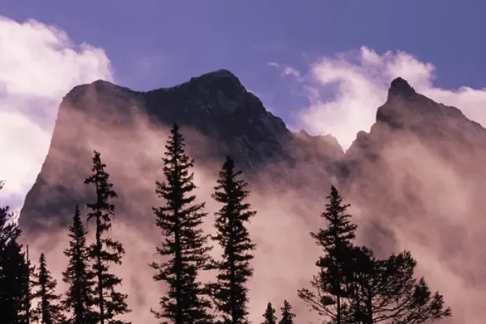 Framed Print : Trees silhouetted against mist and mountains at sunrise, Yoho National Park, British Columbia Framed Print : Trees silhouetted against mist and mountains at sunrise, Yoho National Park, British Columbia