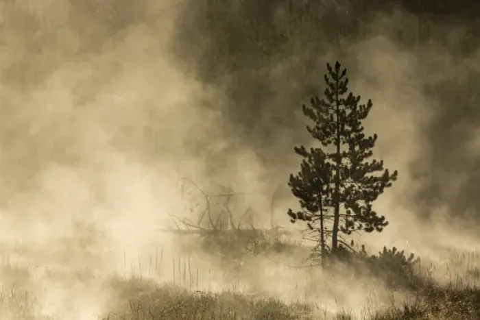 Framed Print : Trees silhouetted in morning mist, Yellowstone National Park, Wyoming  /  Montana