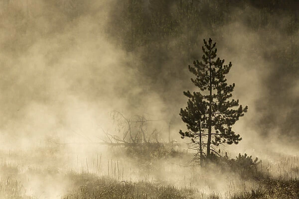 Trees silhouetted in morning mist, Yellowstone National Park, Wyoming  /  Montana